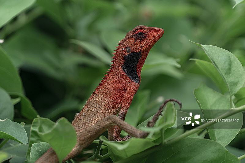 变色树蜥图片素材