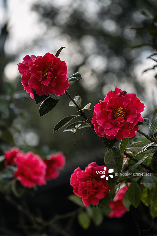 云南大理山茶花图片素材