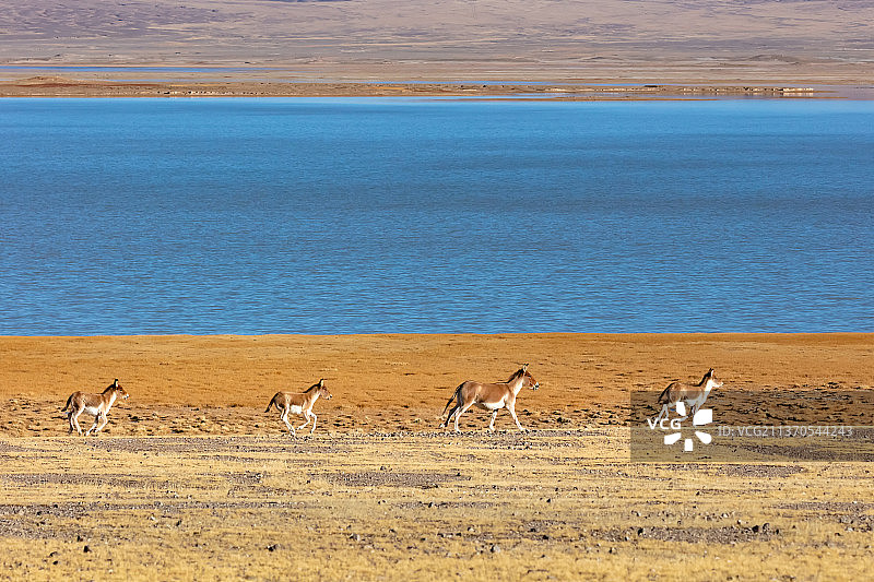 西藏阿里地区改则县的藏野驴图片素材