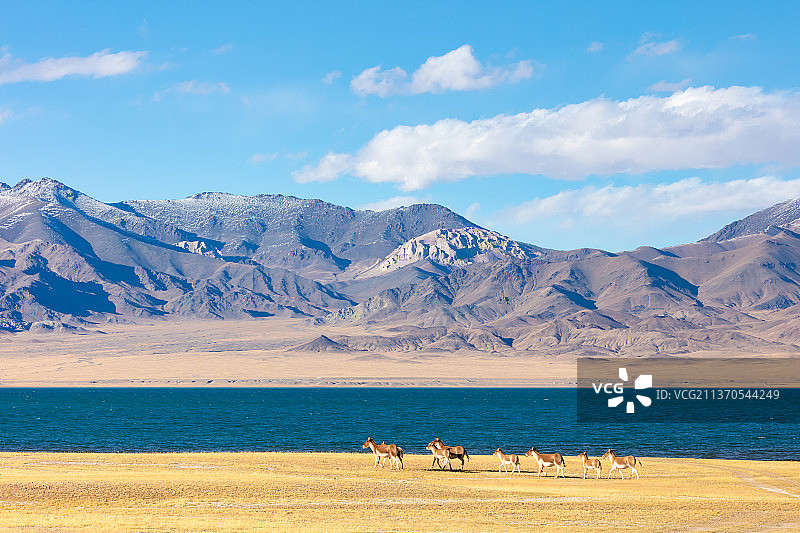 西藏阿里地区改则县洞措边的藏野驴图片素材