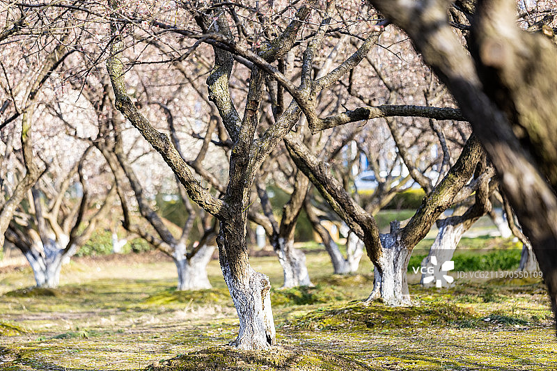 阳光下的梅林图片素材