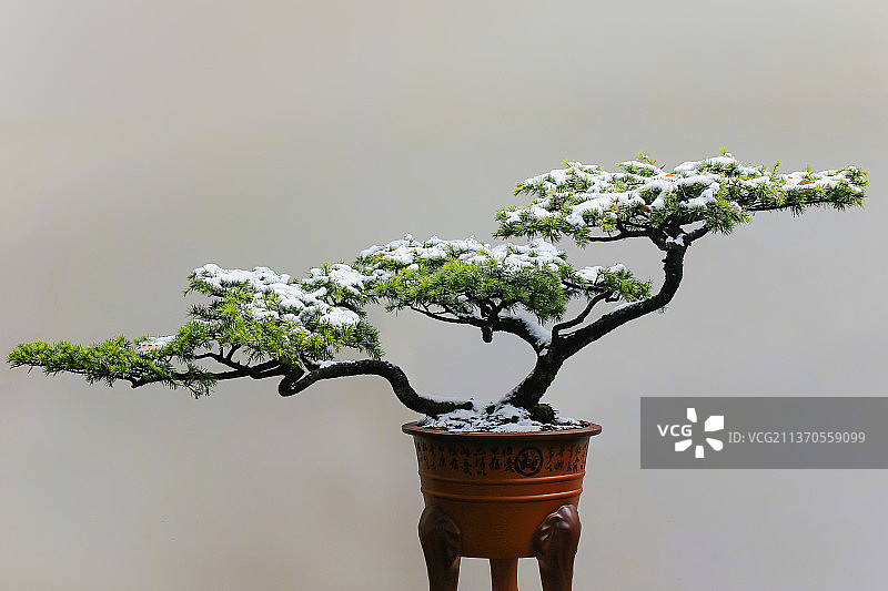 盆景  迎客松图片素材