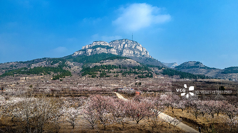 五峰山杏花图片素材