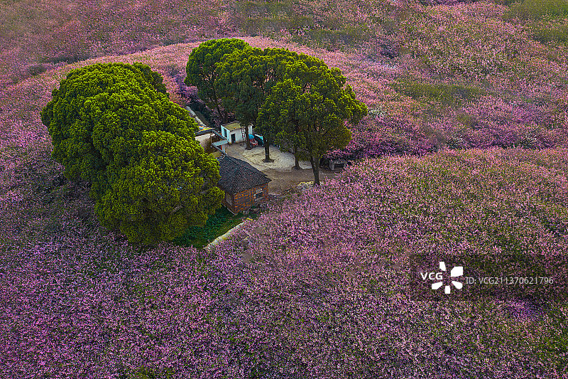 大树旁的格桑花图片素材
