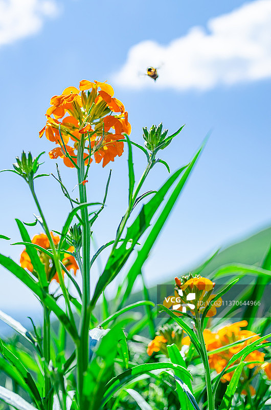 中国河北省张家口市崇礼县草原天路风景区，著名旅游景点，山上的野花金娃娃萱草，户外无人图像摄影图片素材