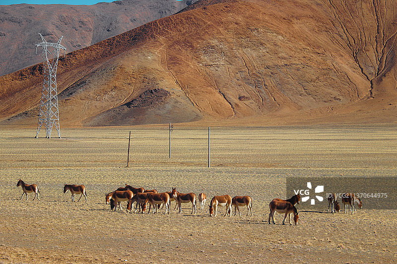 草原上的野驴图片素材