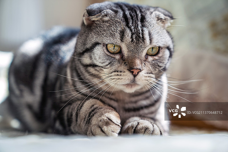 家养宠物猫：麻色圆头猫图片素材