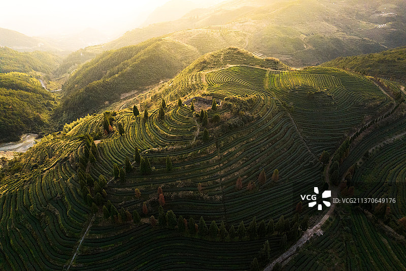 茶山清晨图片素材