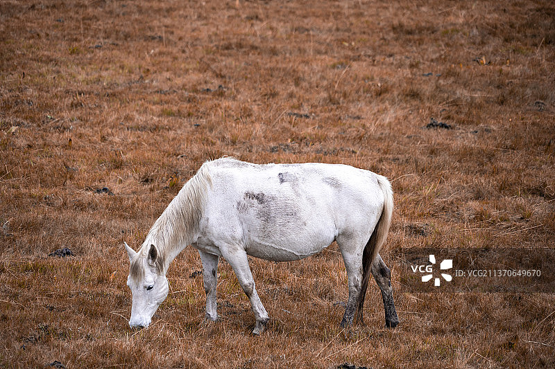 318国道路上风景 阿里路上 西藏风景 中国红原 草原 白马图片素材