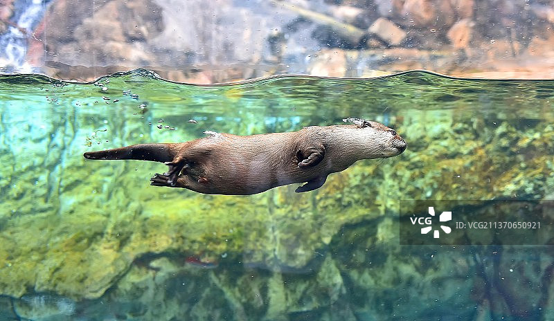 亚洲水獭图片素材