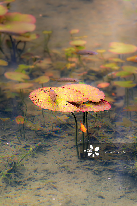 鱼戏莲叶间——鱼在莲叶间嘻戏游玩图片素材