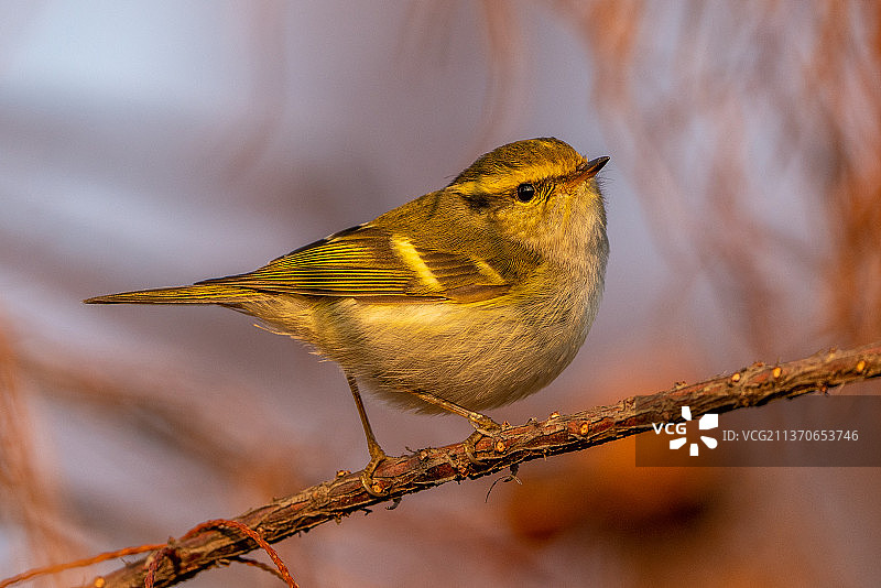 黄腰柳莺图片素材