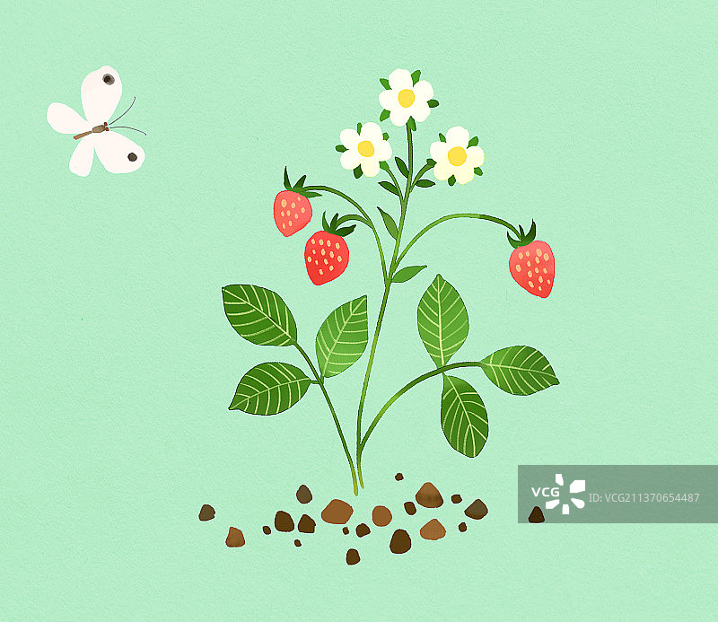 草莓插画图片素材