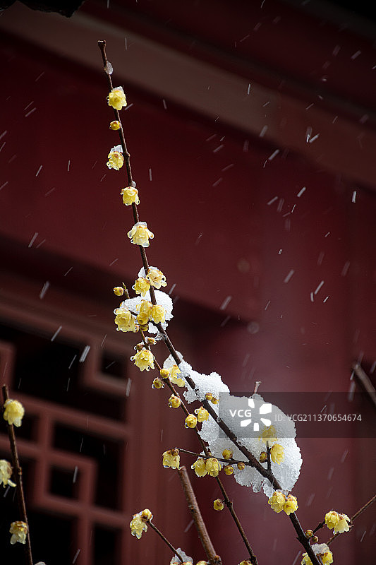 南京明孝陵红楼艺文苑雪中腊梅花 晶莹剔透 黄色腊梅花 黑色背景 白雪 飞雪 大雪纷飞图片素材