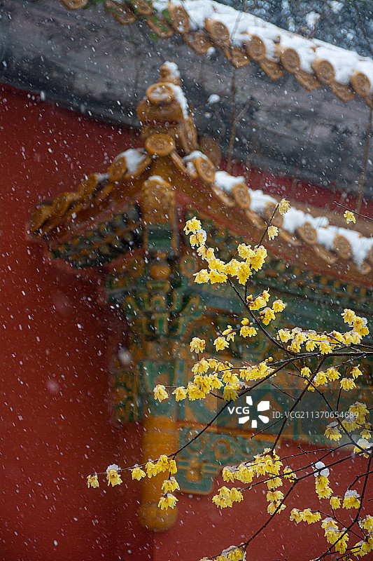 飞雪中南京明孝陵 红墙白雪的腊梅花 飞檐 檐角 留白 简约 古建筑 腊梅花 南京图片素材
