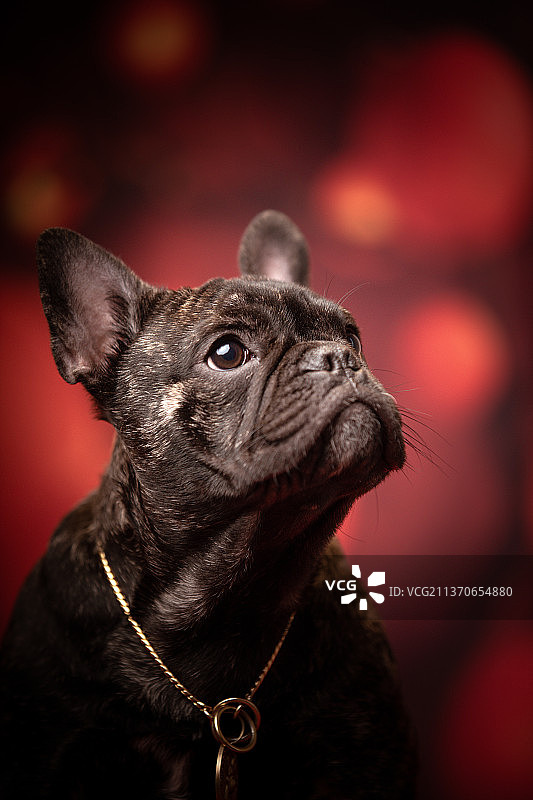 宠物狗黑色小狗法国斗牛犬英国斗牛犬肖像照红色背景新年春节元宵节情人节红灯笼玫瑰花图片素材