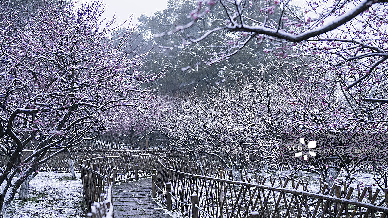 杭州孤山公园雪中梅花盛开图片素材