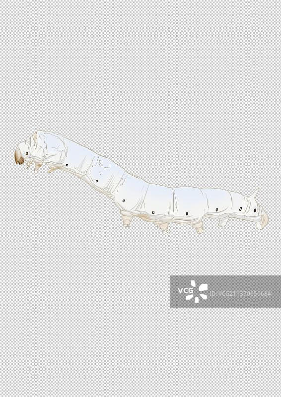 蚕宝宝手绘图片素材