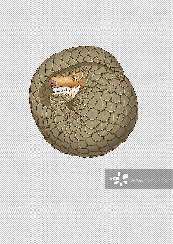 穿山甲动物图片素材