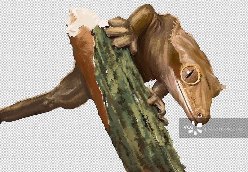 中药蛤蚧壁虎手绘插画图片素材