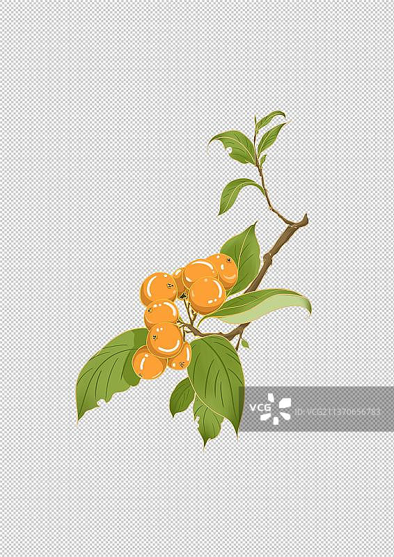 成熟果实枇杷手绘插画图片素材