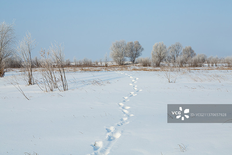 冬天雪地上的一行脚印图片素材