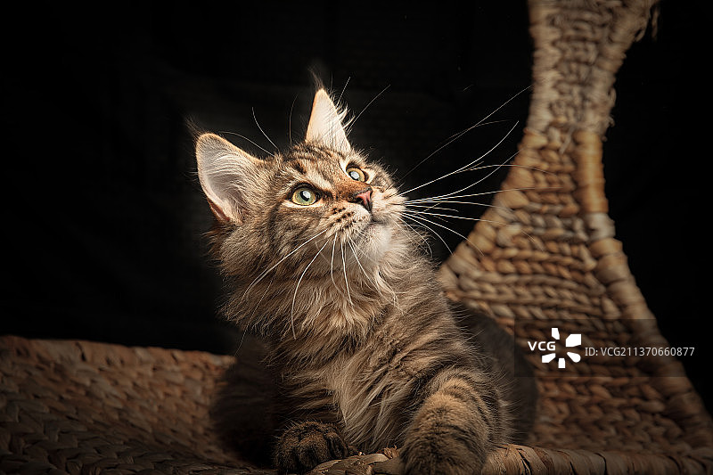 宠物猫萌宠缅因库恩猫花色黑色图片素材