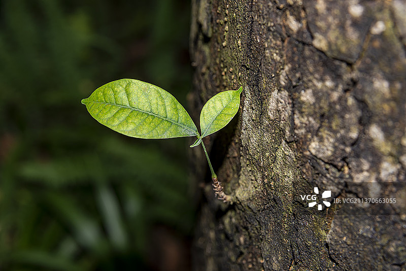 侧芽，生机图片素材