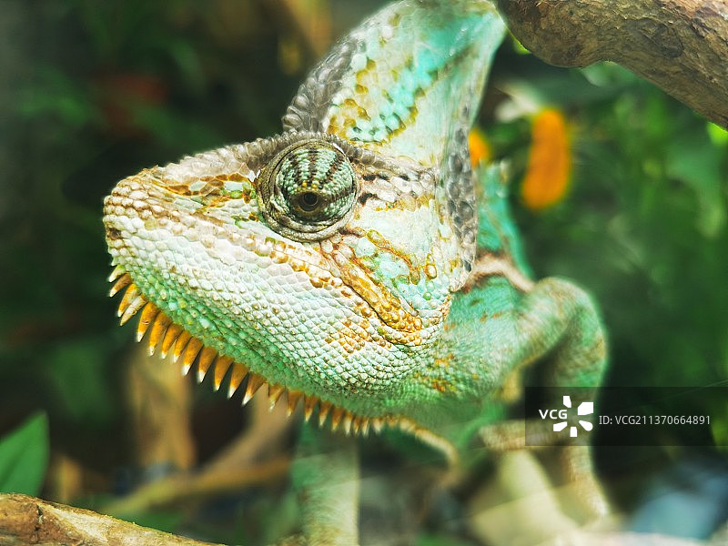 树上蜥蜴的特写镜头图片素材