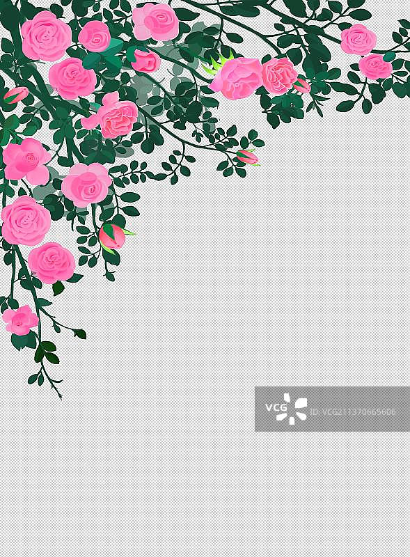 粉色蔷薇花图片素材