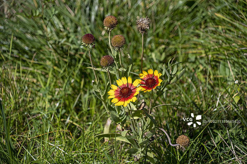 野花菊花图片素材