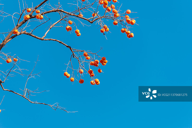 深秋 柿子 蓝天 晴朗 空 红色 蓝色 成熟图片素材