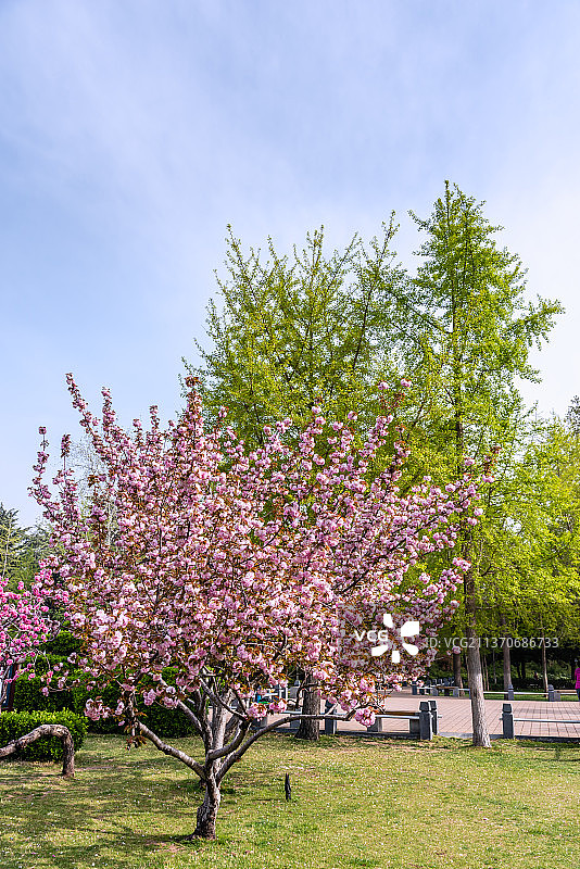 春季蓝天下的樱花图片素材