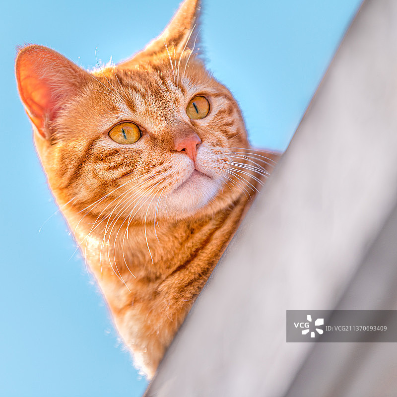 橘猫偷看图片素材