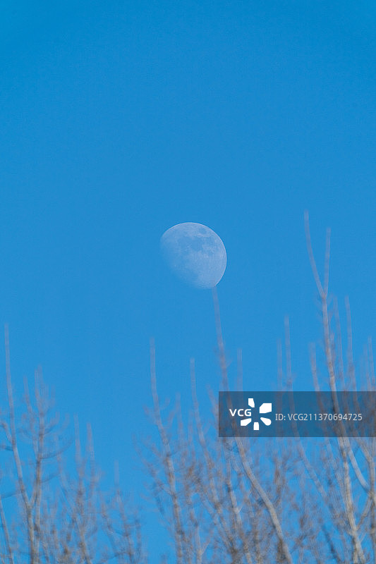 月亮穿过树枝图片素材