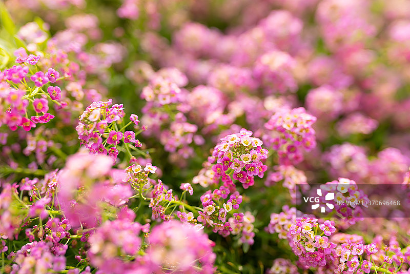 春天公园里盛开的香雪球花朵图片素材