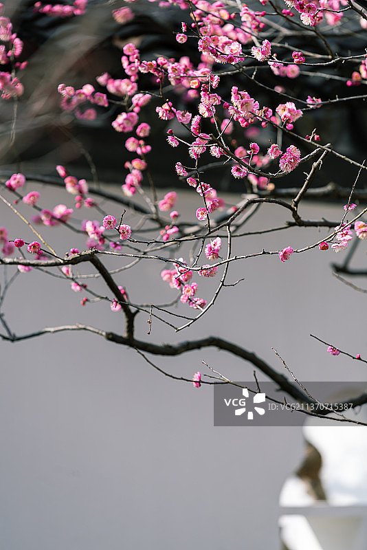 中国江苏省会南京梅花山与梅岗的梅花盛开图片素材