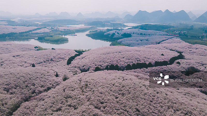 平坝樱花园图片素材