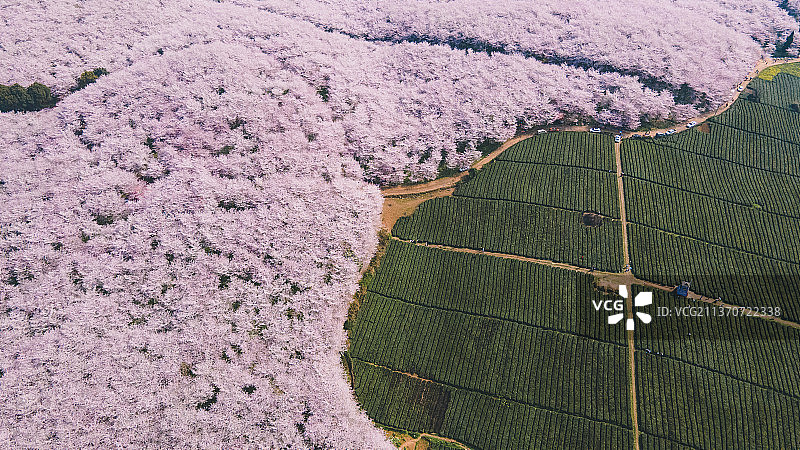 茶园樱花图片素材