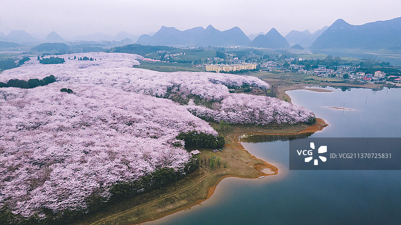 樱花农场图片素材