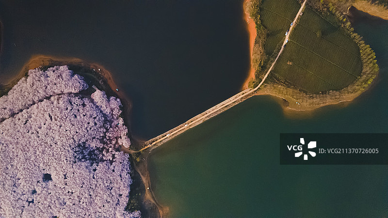 平坝樱花图片素材