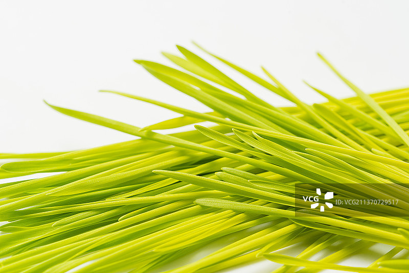 单色背景下的新鲜小麦草汁图片素材