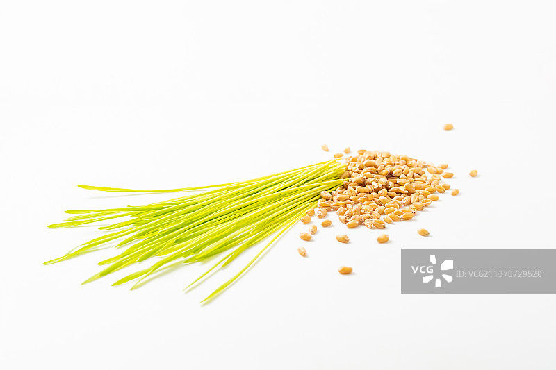 单色背景下的新鲜小麦草汁图片素材