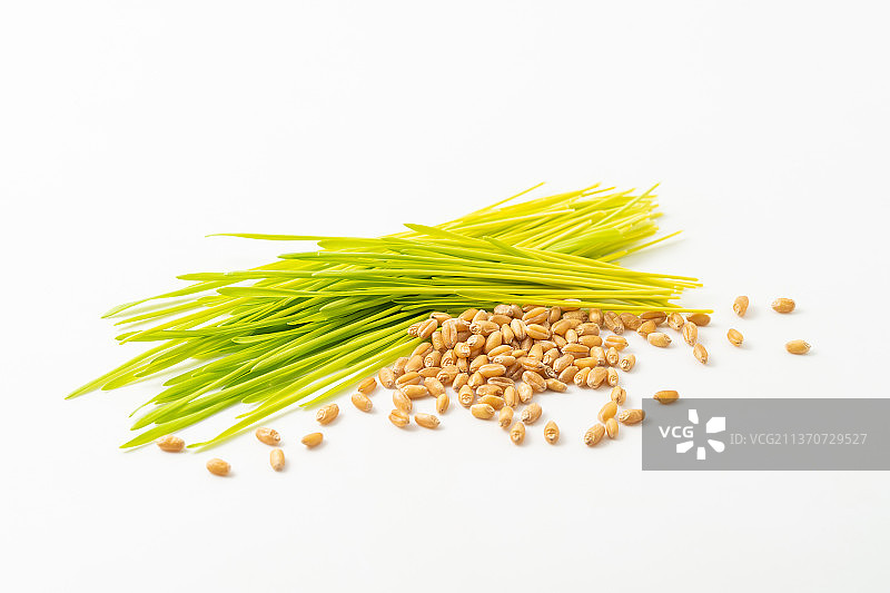 单色背景下的新鲜小麦草汁图片素材