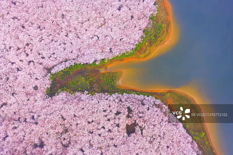 湖边的大片樱花树林图片素材