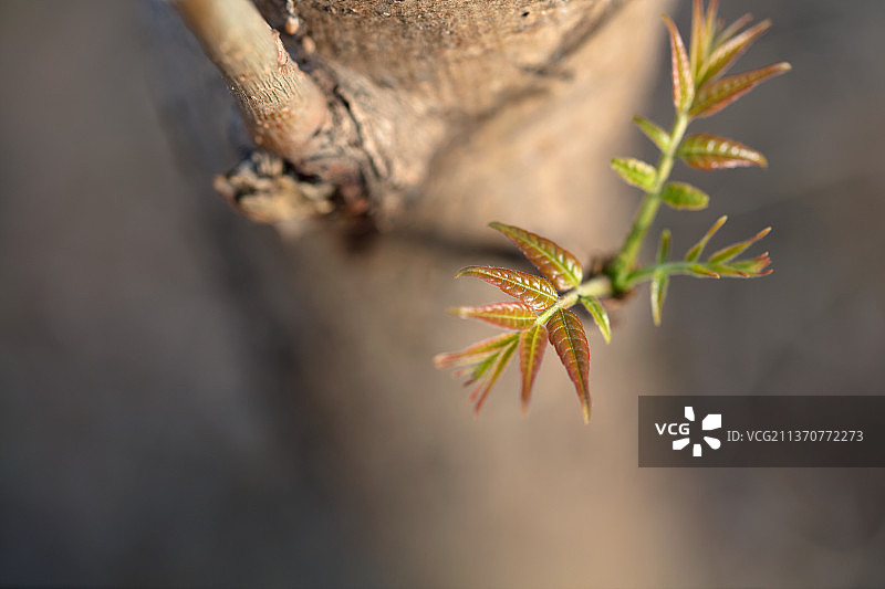 香椿嫩芽图片素材