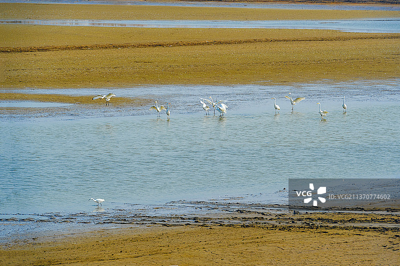 候鸟天堂，皂河三里湿地公园图片素材