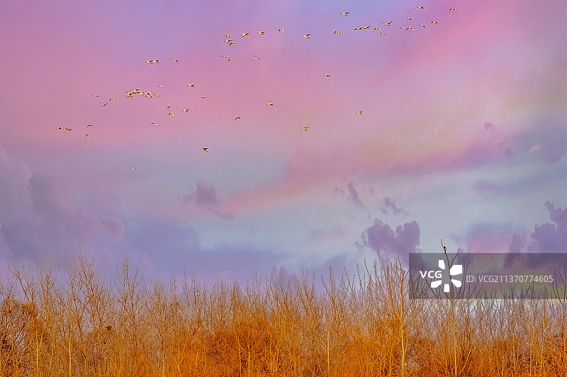 候鸟天堂，皂河三里湿地公园图片素材