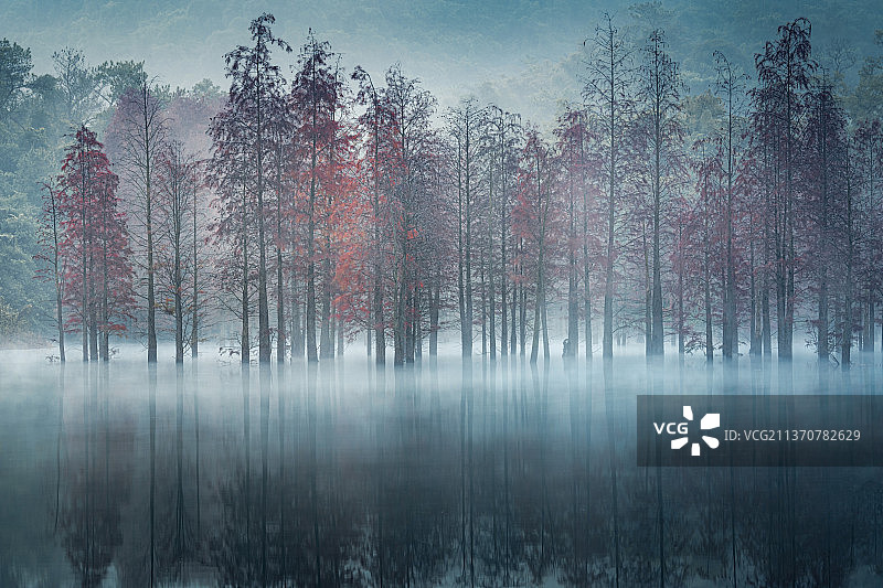 航拍广东中山五桂山自然风景区水杉与山脉云海图片素材