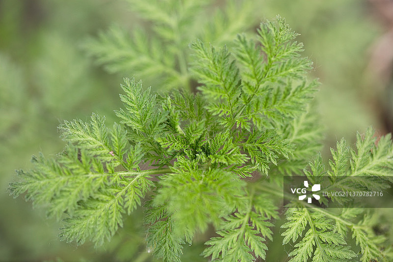 青蒿植物图片素材